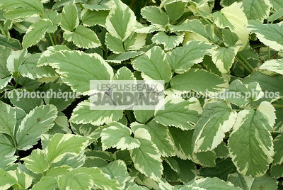 Aegopodium podagraria 'Variegatum', collection Pépinières Lepage