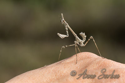 Empusa pennata