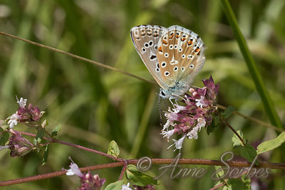 Lysandra bellargus