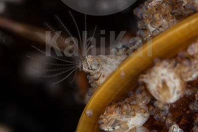 Amphibalanus improvisus