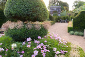 Clipped box and yew hedges feature in the Organic Kitchen and Flower Garden, here decorated with seedheads of Allium cristophii. Arundel Castle Gardens, Arundel, West Sussex, UK
