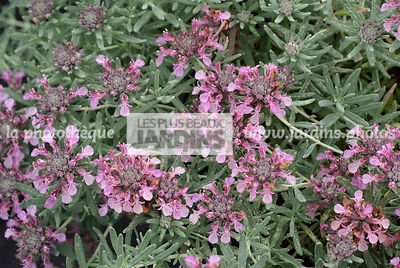 Teucrium ackermerum, Collection Pépinières Lepage