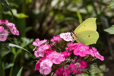 Gonepteryx rhamni