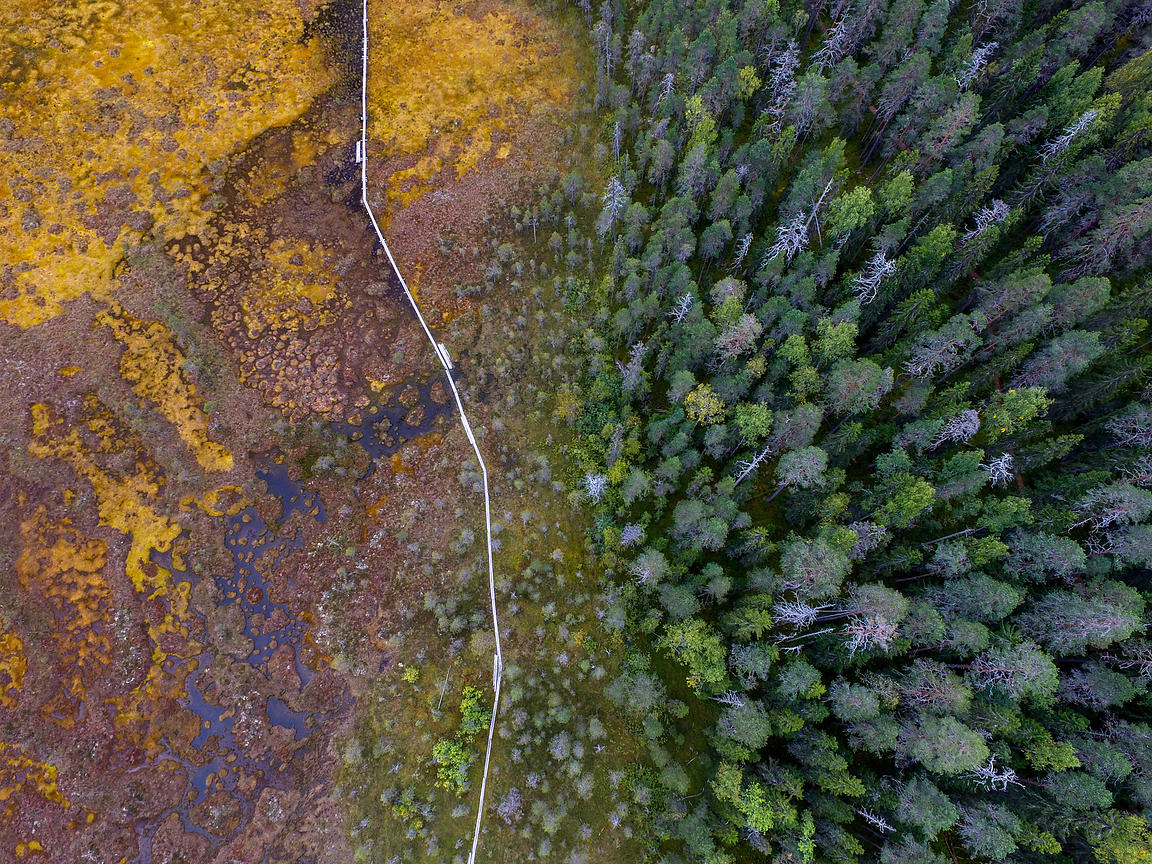 Pitkospuut Riihinevalla, ikimetsän laidalla. Pyhä-Häkissä voi tutustua edustavaan suo- ja metsäluontoon.