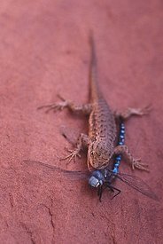 Lizard and Dragonfly at Canyon Lands