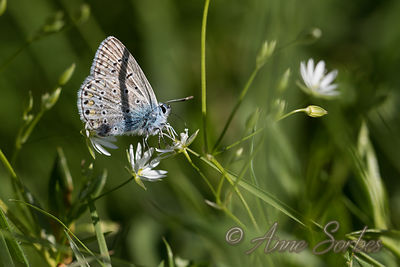 Polyommatus icarus