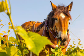cheval-vignes