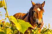 cheval-vignes