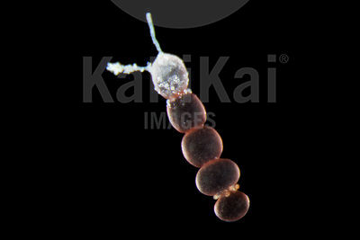 Phytoplankton