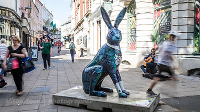 GoGo Hares in Norwich