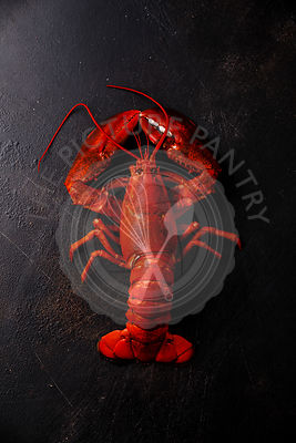 Boiled red Lobster on black background