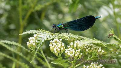 Calopteryx virgo