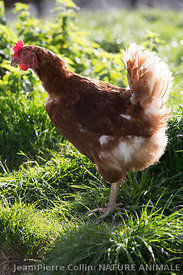 Poule pondeuse, élevée en plein air