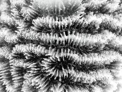 Platygyra daedalea