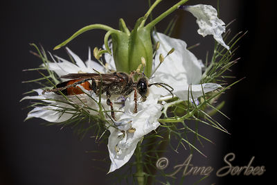 Sphex funerarius