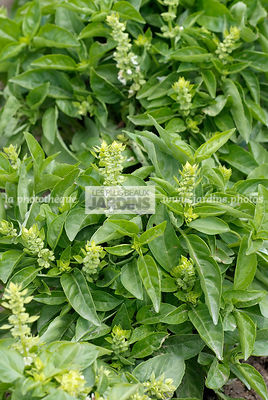 Basilic 'Marseillais' (ocimum basilicum). Plante aromatique