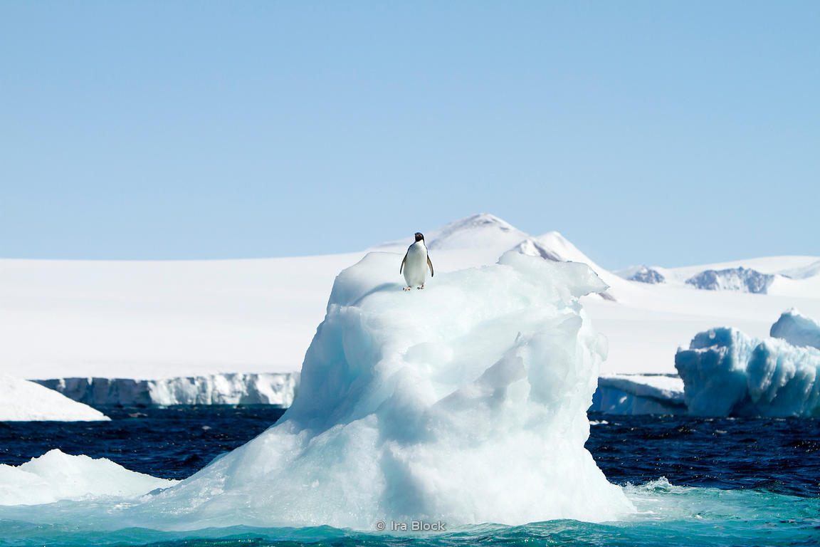 Ira Block Photography | An adelie penguin found on glacier around the