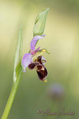 Ophrys scolopax