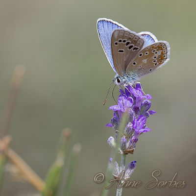 Polyommatus dorylas