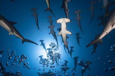 Banc de Requin Marteau - Ile de Mayotte