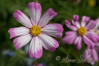 Cosmos bipinnatus