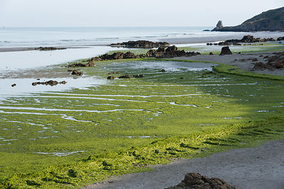 Marée d'algues vertes plage de St-Maurice, anse de Morieux, réserve naturelle de la baie de St-Brieuc.