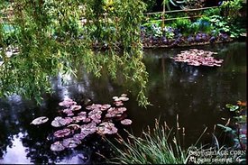 France Lily pads in Monet's pond