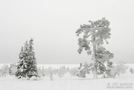 Snow landscape