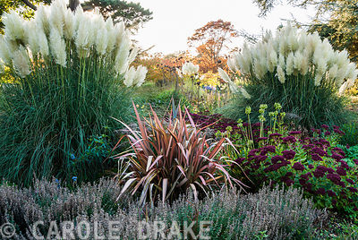 Herbaceous and grasses garden features large clumps of pampas grass, Cortaderia, grasses such as miscanthus and flowering plants including dahlias, asters, phormiums, sedums and Salvia uliginosa. Exbury Gardens, Exbury, Hants, UK