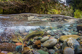 Female Pink Salmon on Spawning Grounds in the Dungeness River in Olympic National Forest