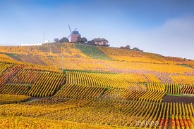 Windmill and vineyards, Verzenay, Champagne Ardenne, France