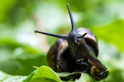 Copse Snail