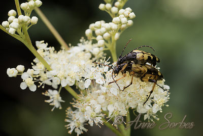Rutpela maculata