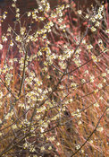 Chimonanthus praecox 'Maruyama'. Sir Harold Hillier Gardens, Ampfield, Romsey, Hants, UK