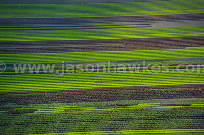 Field near Ely, Cambridgeshire