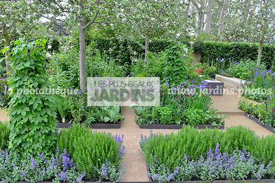 Potager en carré : Rosmarinus officinalis, Nepeta faassenii 'Blauknirps', Petit jardin, urbain, Style champêtre contemporain, Paysagiste : Adam Frost, CFS, Angleterre