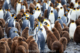France, Terres Australes et Antarctiques Françaises (TAAF), Archipel de Crozet, Ile de la Possession, Manchot Royal (Aptenodytes Patagonicus) à la manchotière de la Baie du Marin