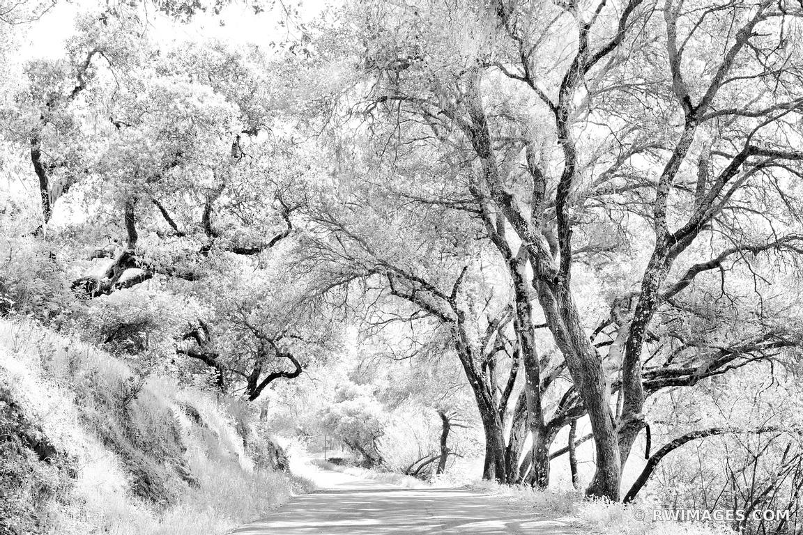 COUNTRY ROAD NAPA VALLEY BLACK AND WHITE NAPA CALIFORNIA LANDSCAPE