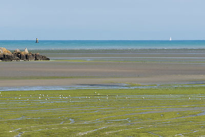 Marée d'algues vertes plage de St-Maurice et à l'embouchure du Gouessant dans l'anse de Morieux, réserve naturelle de la baie de St-Brieuc.