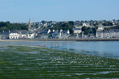 Plage de Binic, algues vertes