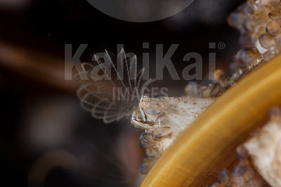 Amphibalanus improvisus