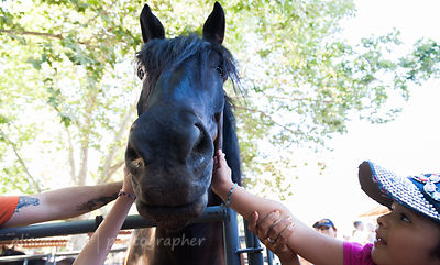 Lazarus the wonder horse!