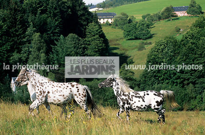 Chevaux appaloosa au pré. Elevage de la Graude. Le Bonhomme. Haut-Rhin. France