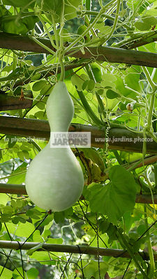 Lagenaria siceraria var. gourda (gourde pèlerine), Cucurbitaceae, Grimpante frileuse, Annuelle, Légume, Port volubile, Vrille, Feuillage caduc, Feuille velue, Floraison été, Monoïque, Fleur blanche, Nocturne, Fruit en forme de bouteille, Origine régions t