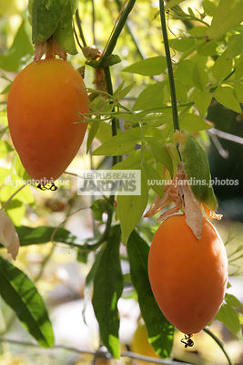 Passiflora coerulea, Fructification, Comestible