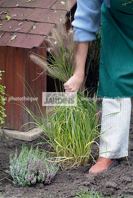 Plantation d'un Pennisetum alopecuroide. Tassage de la terre avec le pied. Graminée