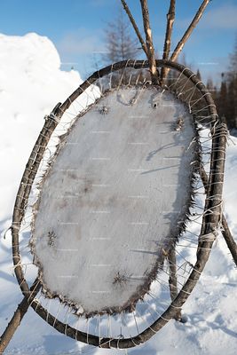 Beaver pelt