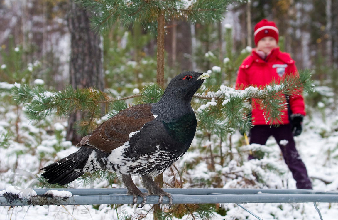 Metso tamppaustelineellä