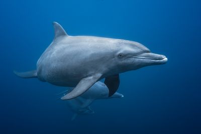 Regard croisé avec un dauphin.