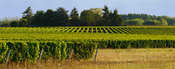 Europe/France/Région Centre/Loir et Cher: Vignoble de Touraine - Oisly